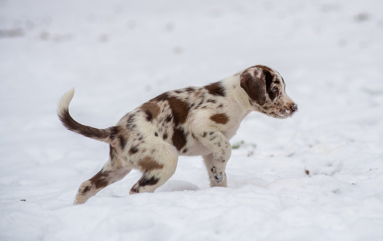 Tips for Grooming Puppies at Home